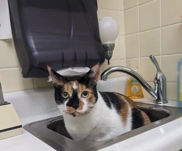 Camillus Animal Clinic, PC