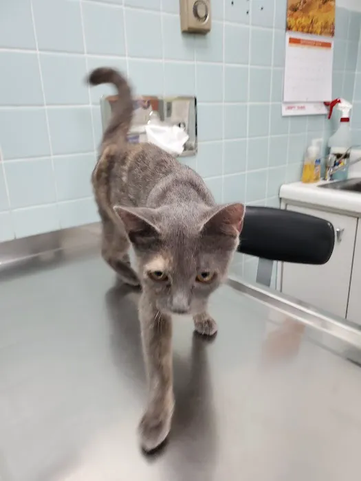 Camillus Animal Clinic, PC 2
