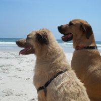 LaCroix Veterinary Hospital ico