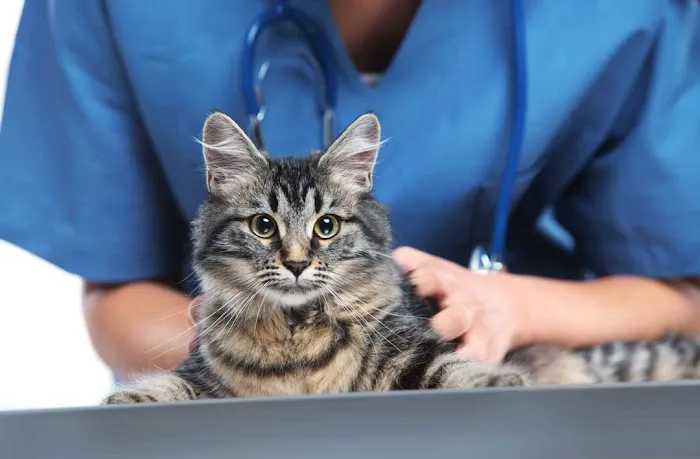 Animed Veterinary Hospital 3