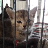 Dogwood Animal Hospital ico