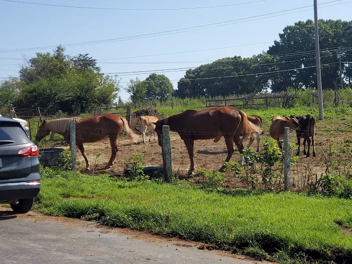 Upchurch Animal Clinic 1