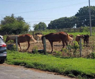 Upchurch Animal Clinic