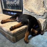 South Rhea Animal Hospital ico