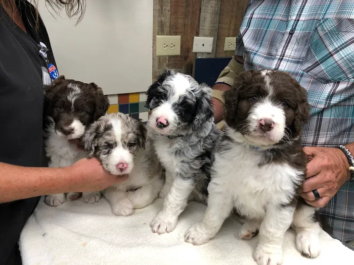 Sale Creek Veterinary Services 2