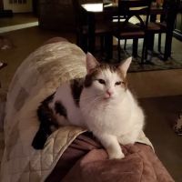 Mountain Top Veterinary Services ico