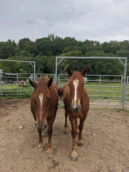 Tyree Veterinary Services 4