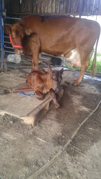 Tyree Veterinary Services 6