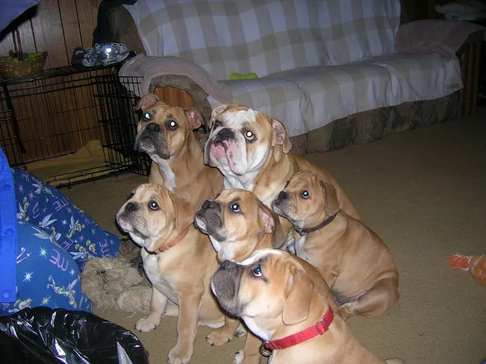 Sequoyah Animal Hospital 10