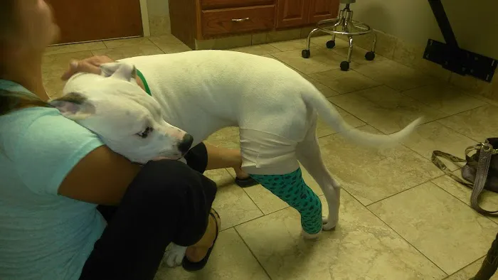 Sequoyah Animal Hospital 2