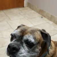 Sequoyah Animal Hospital: Broom Lee DVM ico