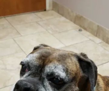 Sequoyah Animal Hospital: Broom Lee DVM