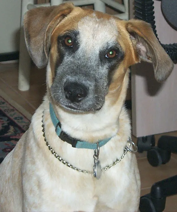 Monroe County Animal Hospital 6