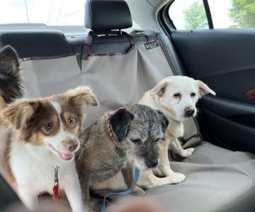 Monroe County Animal Hospital