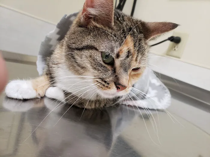 Athens Small Animal Hospital 1