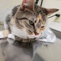 Athens Small Animal Hospital ico