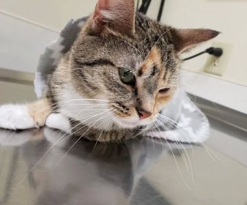 Athens Small Animal Hospital