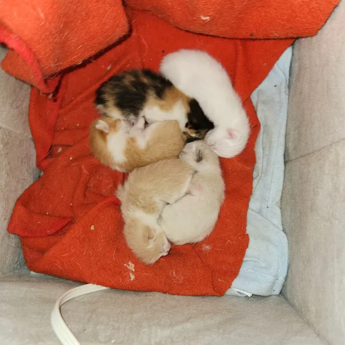 MRHS Spay & Neuter Clinic 7
