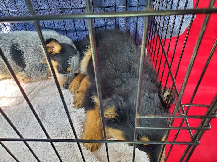 MRHS Spay & Neuter Clinic 10