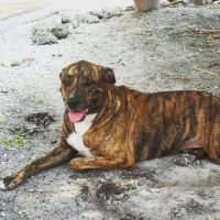 Family & Friend Pet Clinic ico
