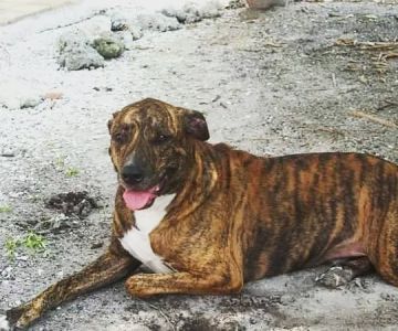 Family & Friend Pet Clinic