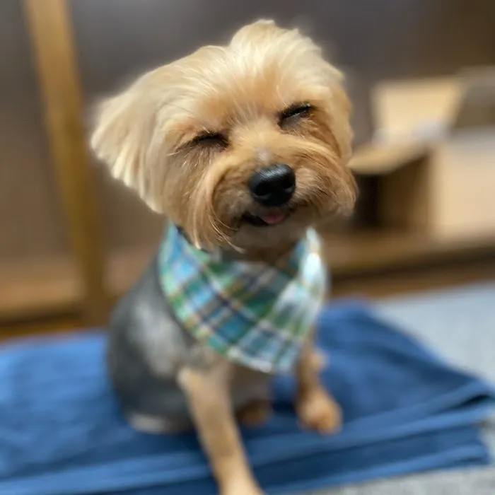 Family & Friend Pet Clinic 6