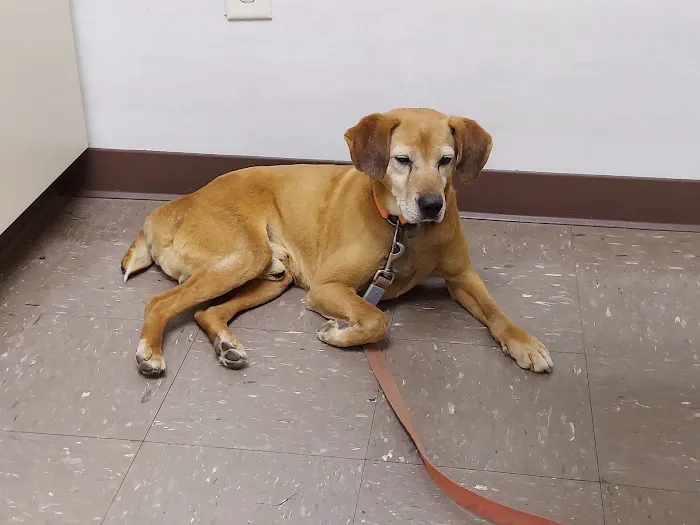 Animal Clinic of Athens 3