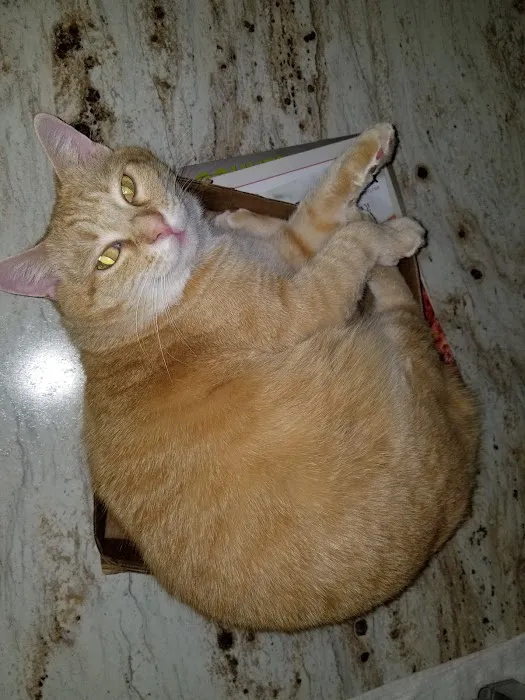 Animal Clinic of Athens 10