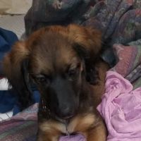 Union Hill Veterinary Hospital ico