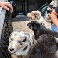 Notchey Creek Veterinary ico