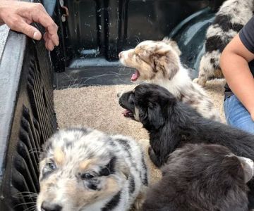 Notchey Creek Veterinary