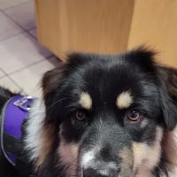 Tellico Bay Animal Hospital LLC ico