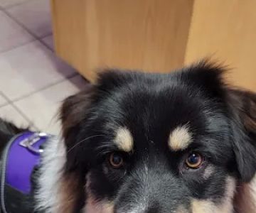 Tellico Bay Animal Hospital LLC