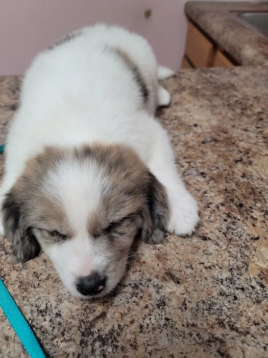 Tellico Bay Animal Hospital LLC 6