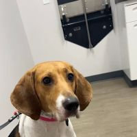 Van Meter Veterinary Clinic ico