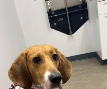 Van Meter Veterinary Clinic