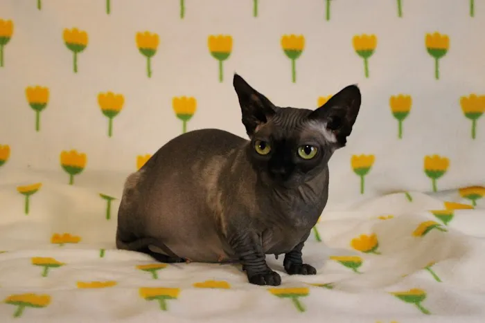 Skin-Cats Cattery LLC. 2