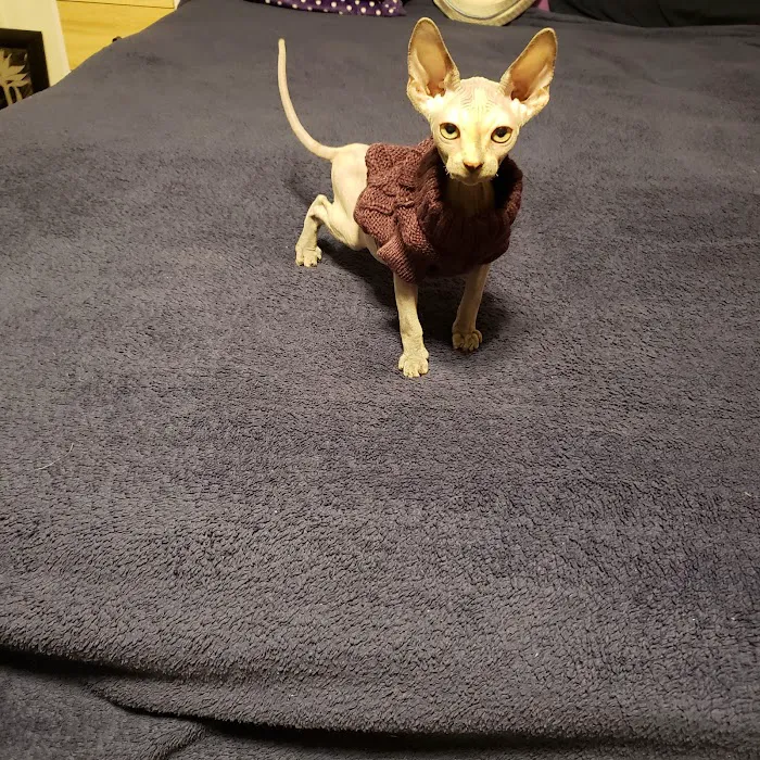 Skin-Cats Cattery LLC. 8