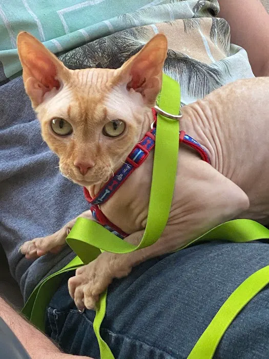 Skin-Cats Cattery LLC. 10