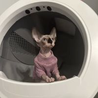Skin-Cats Cattery LLC. ico