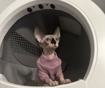 Skin-Cats Cattery LLC.