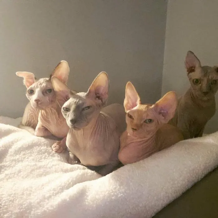 Skin-Cats Cattery LLC. 3