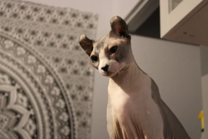 Skin-Cats Cattery LLC. 7