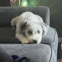 VCA Five Points Animal Hospital ico