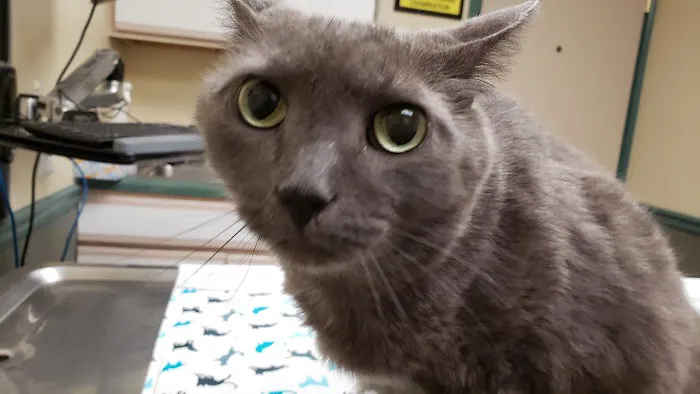VCA Five Points Animal Hospital 2