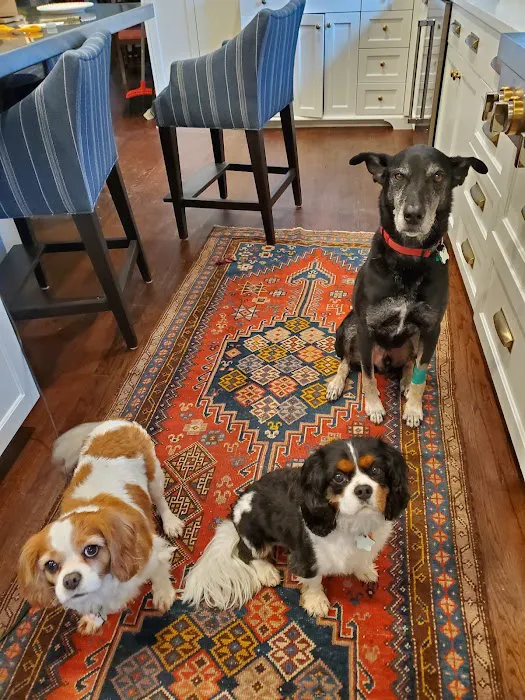 VCA Five Points Animal Hospital 6