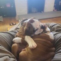 Five Points Veterinary Clinic: Schulz James DVM ico