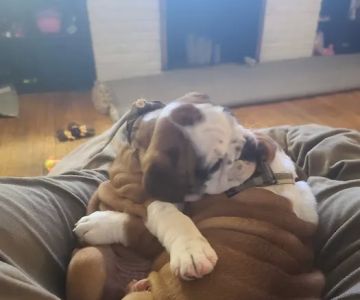 Five Points Veterinary Clinic: Schulz James DVM