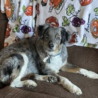 Moon Veterinary Hospital ico