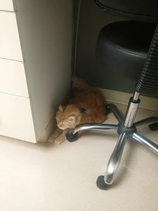 Green Valley Veterinary Hospital 1